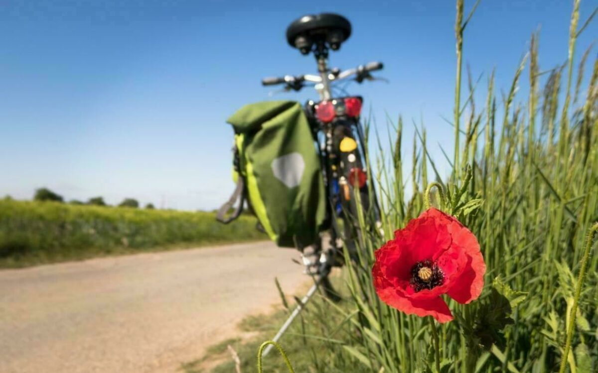 1608546341fahrrad radweg blume pixabay 1608546341fahrrad radweg blume pixabay